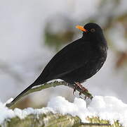 Common Blackbird