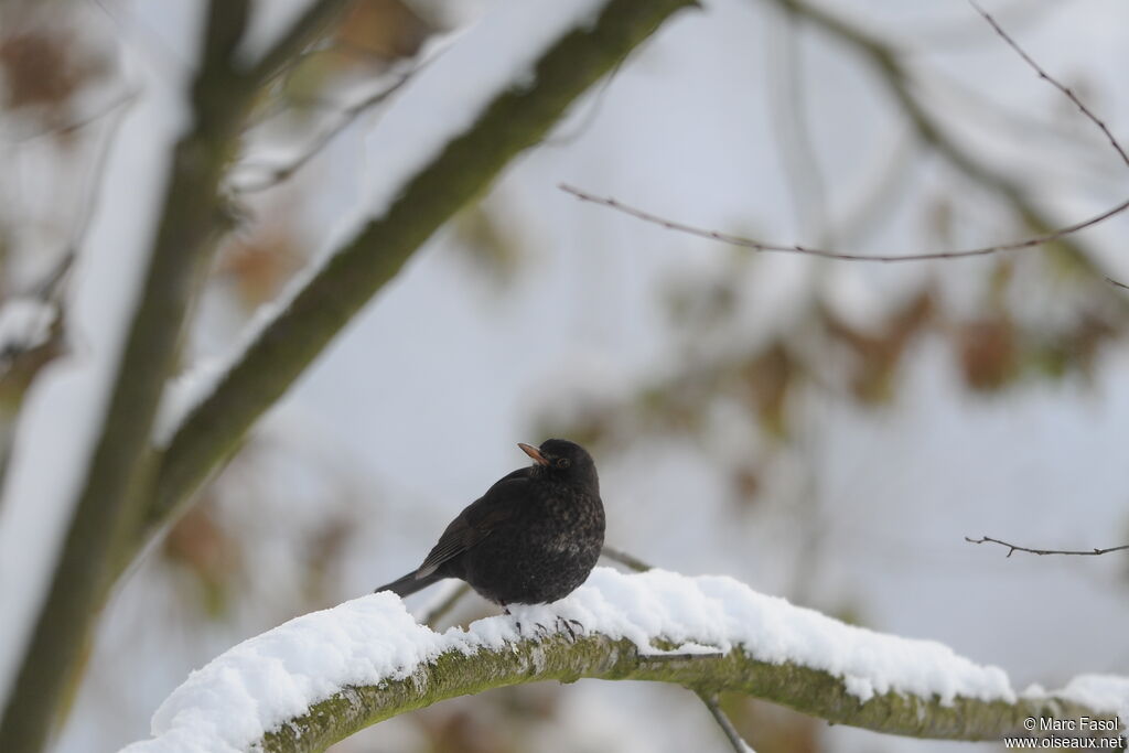 Common Blackbird male immature, identification