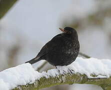 Common Blackbird