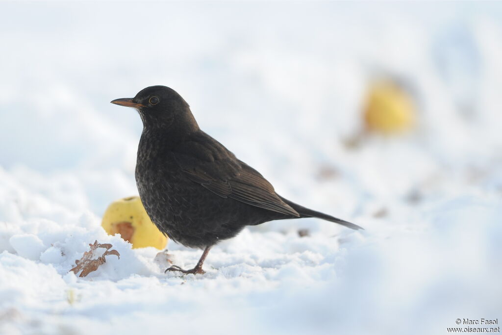 Common Blackbird male immature, identification