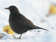 Common Blackbird