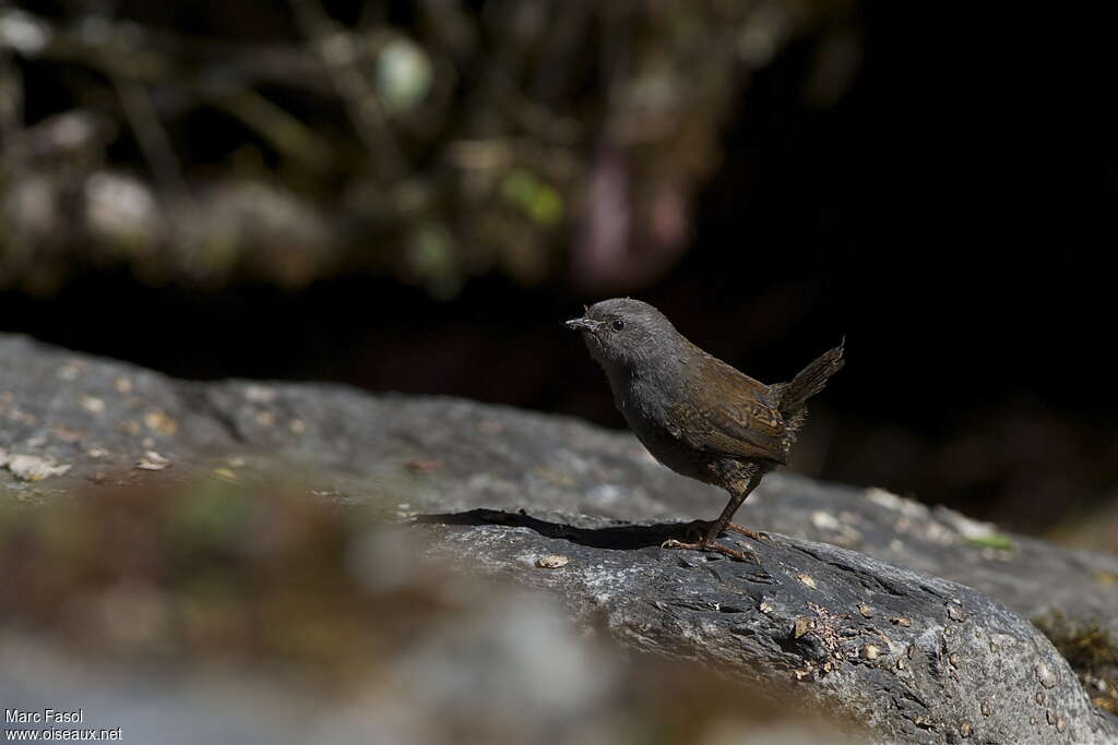 Puna Tapaculo female adult, pigmentation, Behaviour