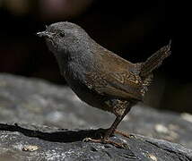 Puna Tapaculo