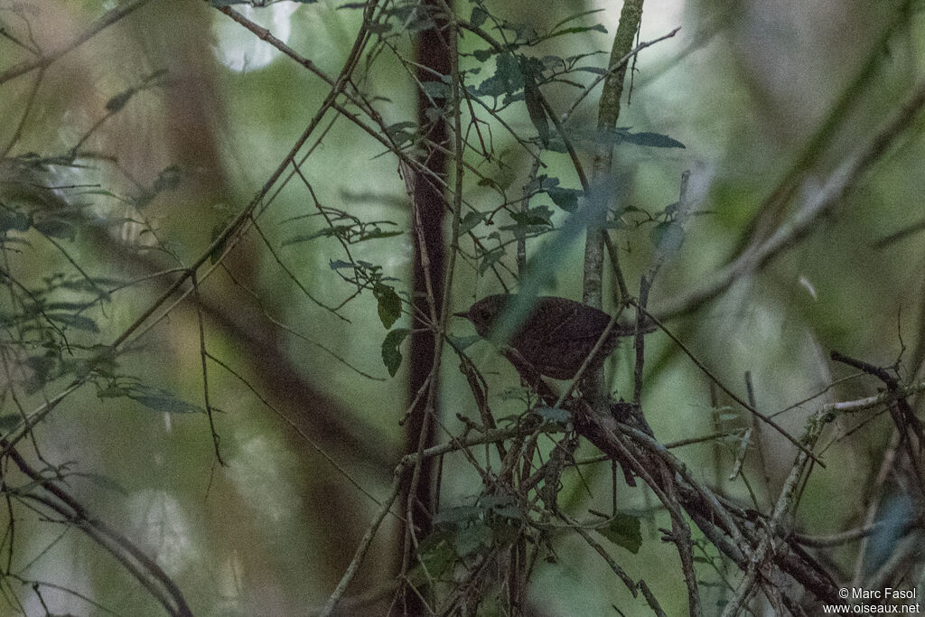 Mérulaxe des Andesjuvénile, habitat, camouflage