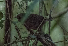 Magellanic Tapaculo