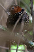 Ocellated Tapaculo