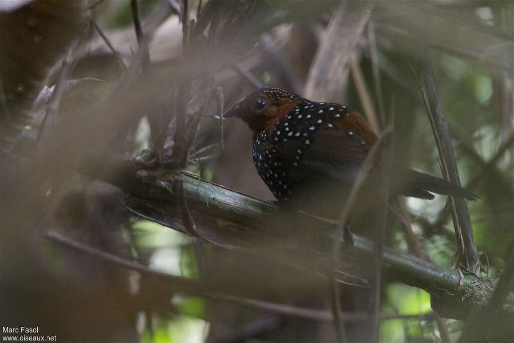 Ocellated Tapaculoadult, identification