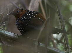 Ocellated Tapaculo