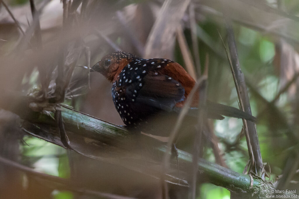 Ocellated Tapaculo male adult, identification, camouflage