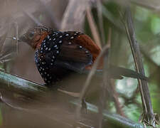 Ocellated Tapaculo