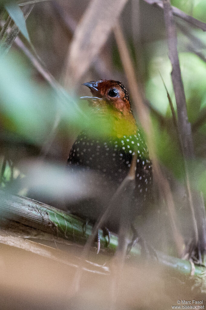 Ocellated Tapaculo male adult, identification, camouflage, song