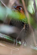 Ocellated Tapaculo