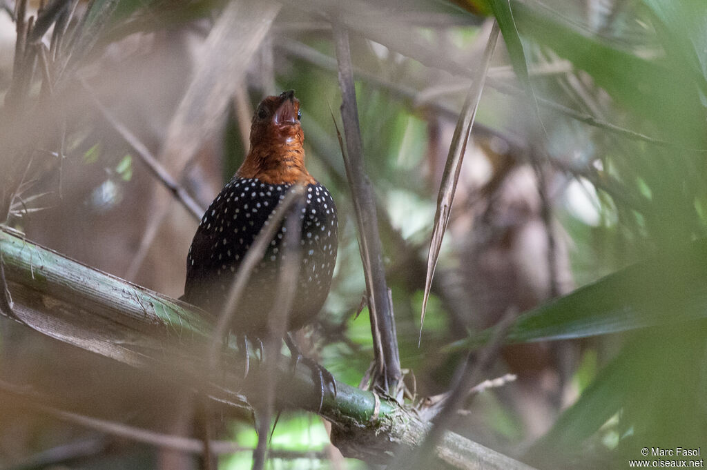 Ocellated Tapaculo male adult, identification, camouflage, song