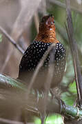 Ocellated Tapaculo