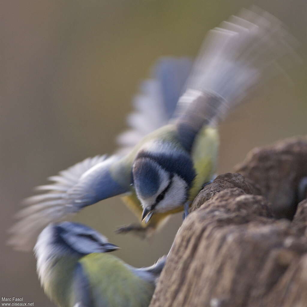 Mésange bleueadulte, Comportement