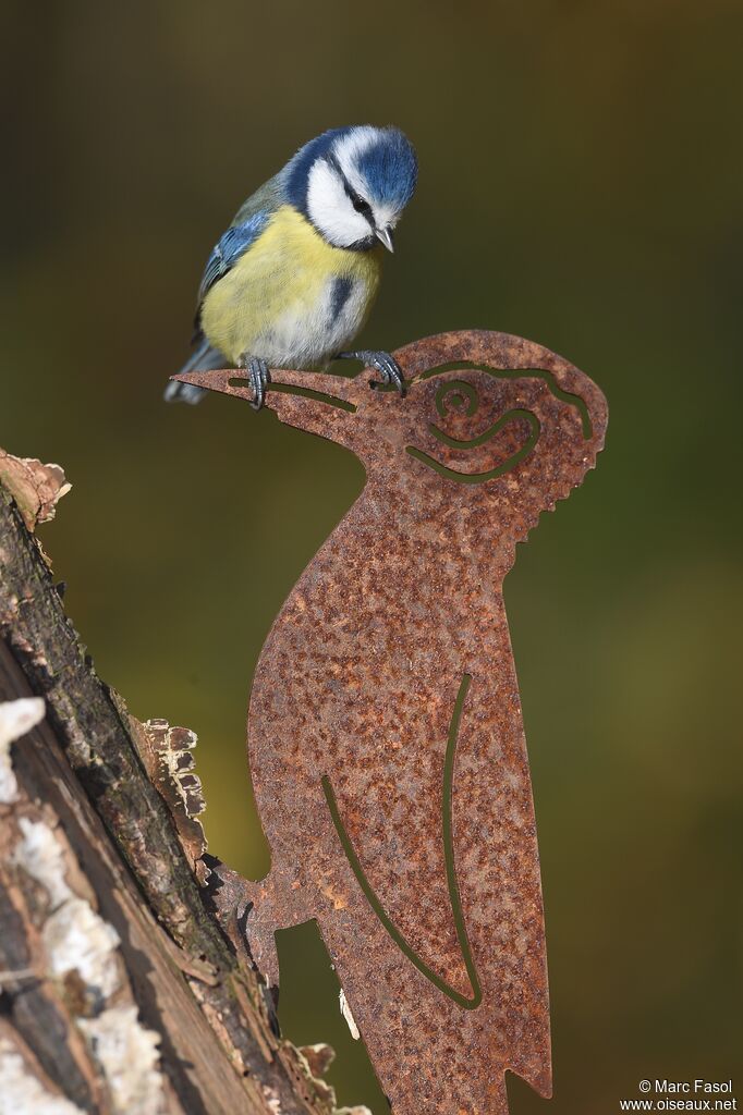 Eurasian Blue Titadult post breeding, identification