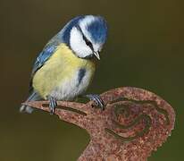 Eurasian Blue Tit