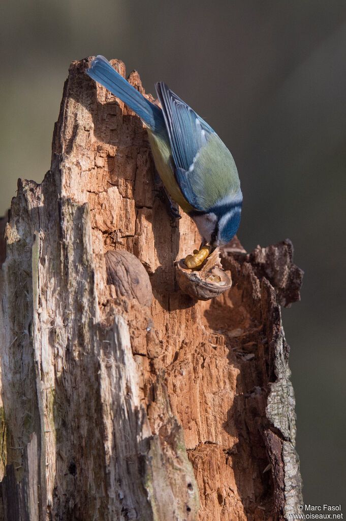 Eurasian Blue Tit