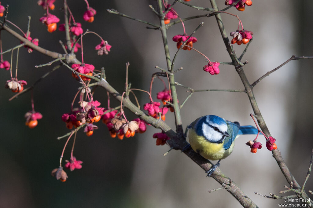 Mésange bleueadulte