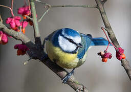 Eurasian Blue Tit