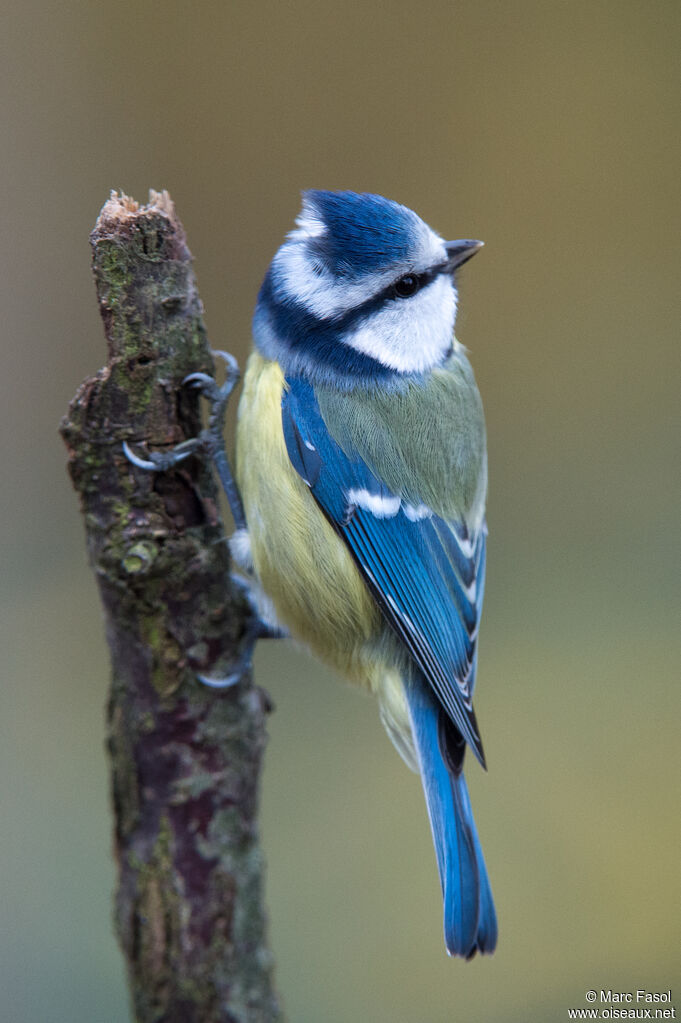 Mésange bleueadulte, identification