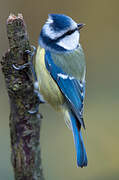 Eurasian Blue Tit