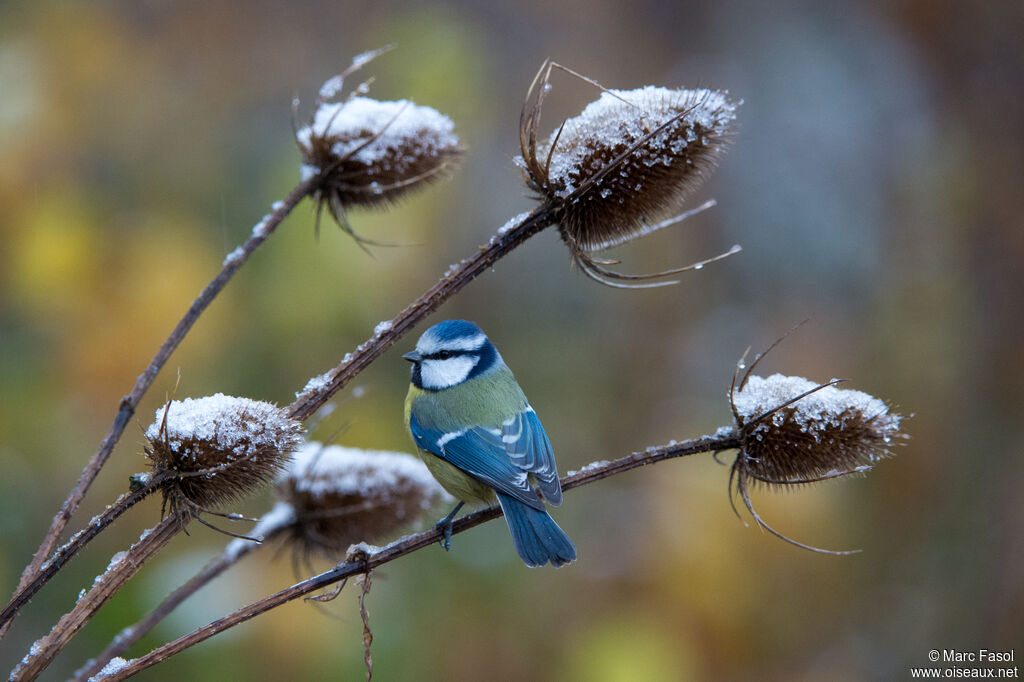 Eurasian Blue Titadult, identification