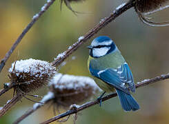 Mésange bleue