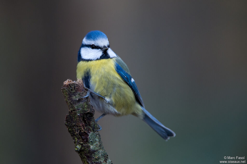 Eurasian Blue Titadult, identification