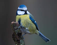 Eurasian Blue Tit