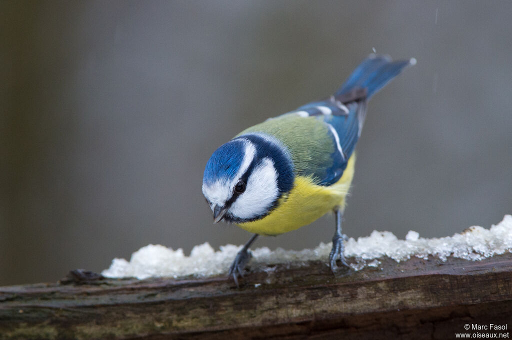 Eurasian Blue Titadult, identification