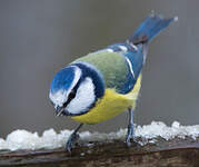 Mésange bleue