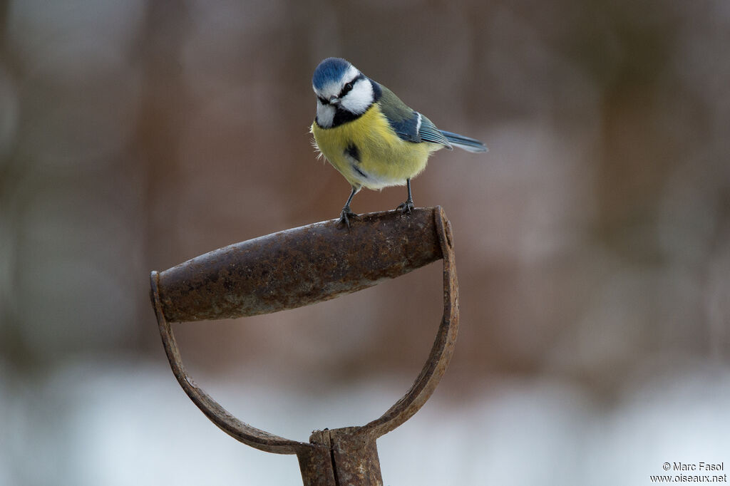 Eurasian Blue Titadult, identification