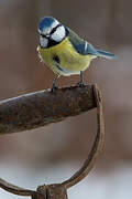 Eurasian Blue Tit