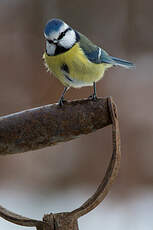 Mésange bleue