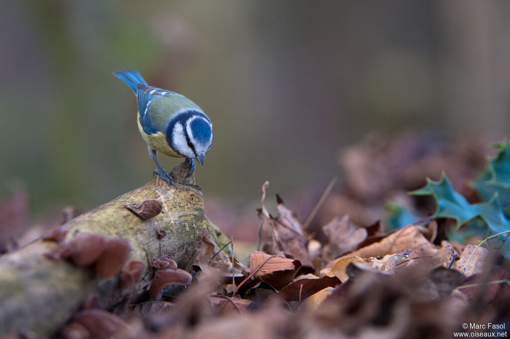 Eurasian Blue Titadult, identification