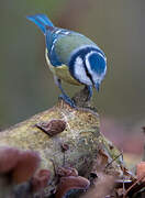 Eurasian Blue Tit