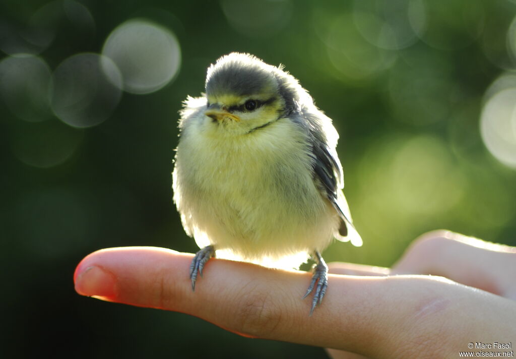 Eurasian Blue TitFirst year, Reproduction-nesting