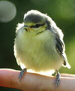 Eurasian Blue Tit