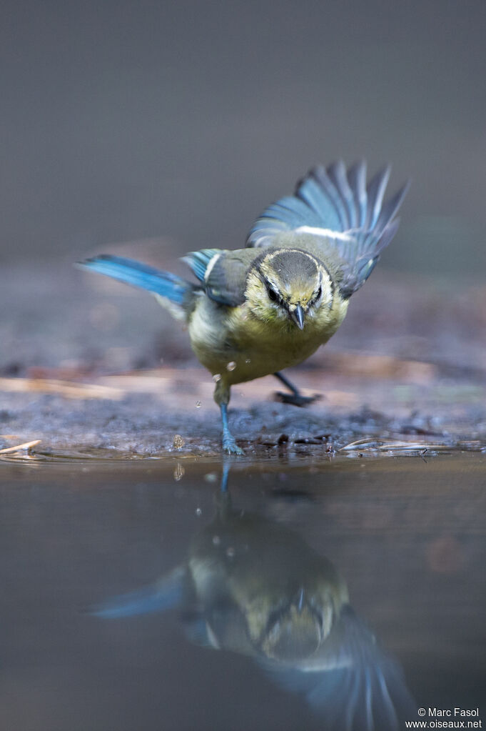 Eurasian Blue Titjuvenile, Flight