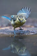 Mésange bleue