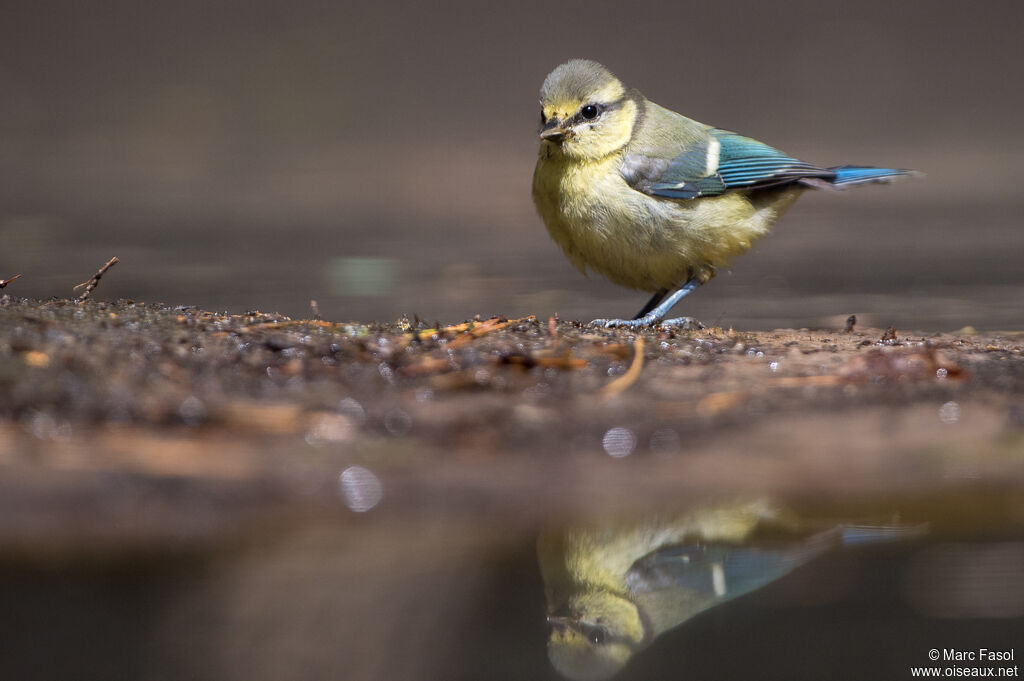 Eurasian Blue Titjuvenile, identification, drinks