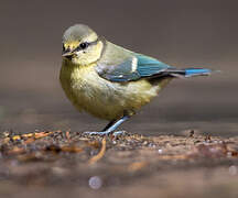 Eurasian Blue Tit