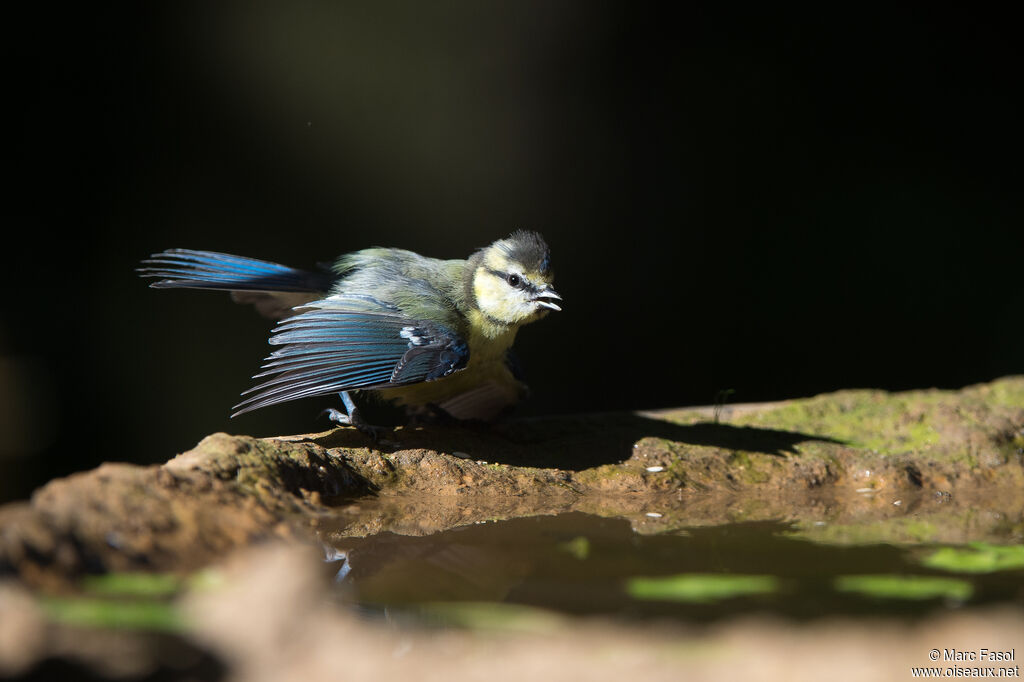 Eurasian Blue Titjuvenile, drinks