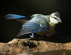 Mésange bleue