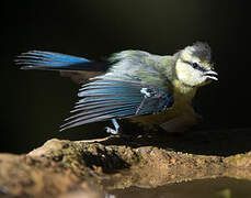 Mésange bleue