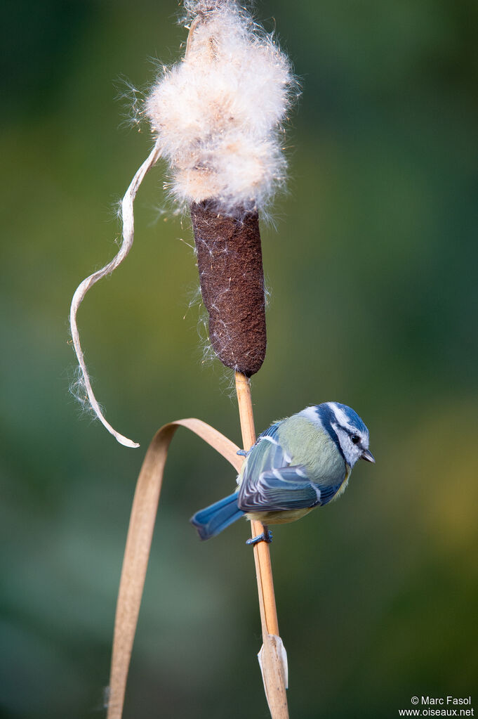 Eurasian Blue Titadult, identification