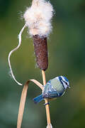 Eurasian Blue Tit