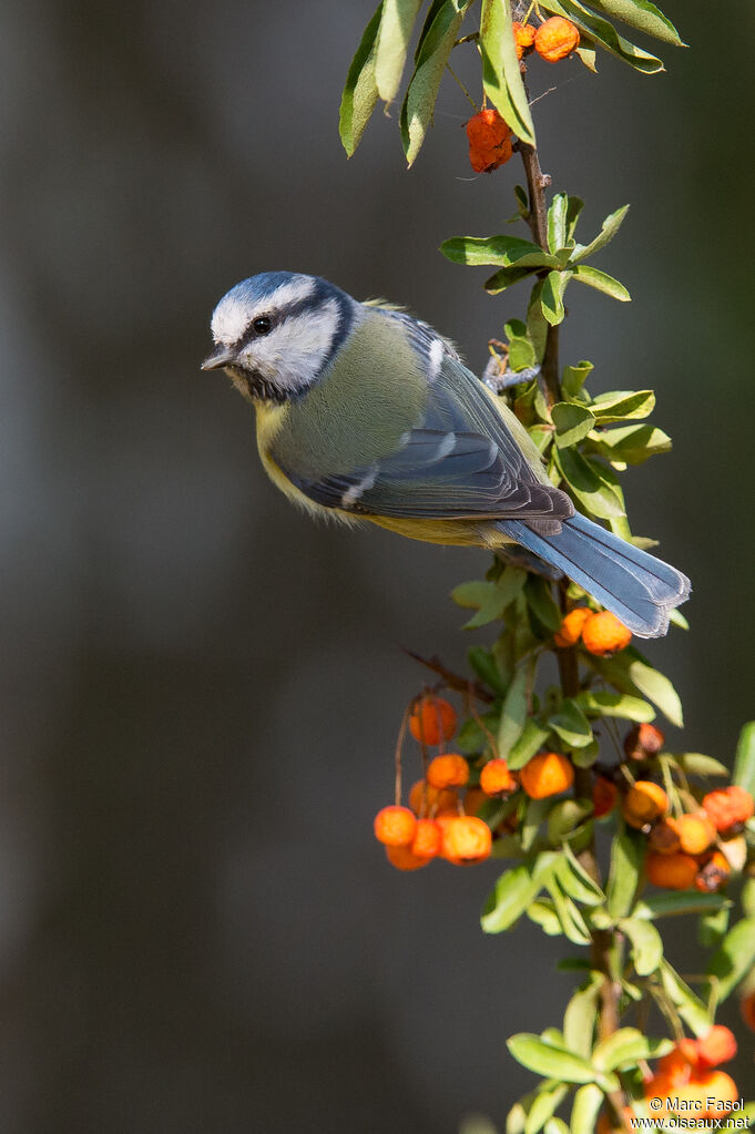 Mésange bleueadulte, identification