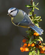 Eurasian Blue Tit